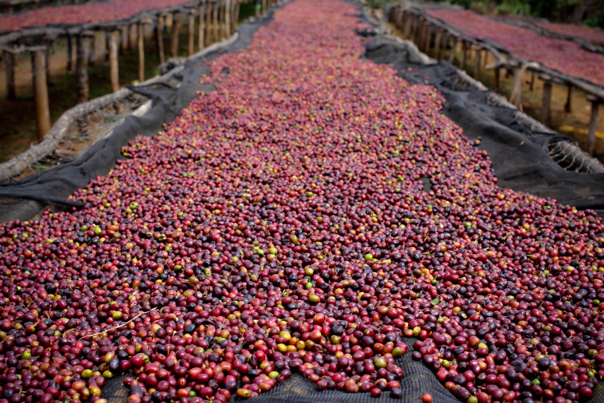 Cerises de café dans les exploitations des pays producteurs avec lesquels nous travaillons et qui sont rémunérés au prix juste.